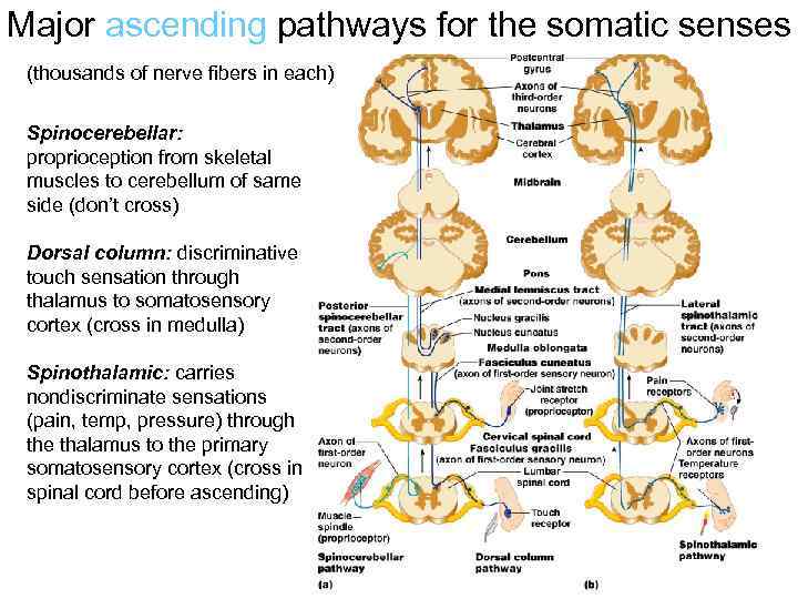 Major ascending pathways for the somatic senses (thousands of nerve fibers in each) Spinocerebellar: