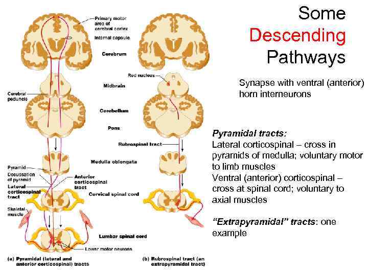 Some Descending Pathways Synapse with ventral (anterior) horn interneurons Pyramidal tracts: Lateral corticospinal –