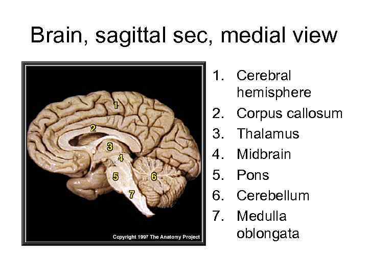 Brain, sagittal sec, medial view 1. Cerebral hemisphere 2. Corpus callosum 3. Thalamus 4.