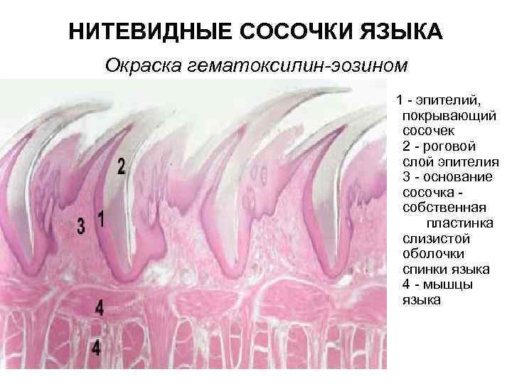 НИТЕВИДНЫЕ СОСОЧКИ ЯЗЫКА Окраска гематоксилин-эозином 1 - эпителий, покрывающий сосочек 2 - роговой слой