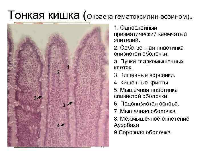 Тонкая кишка (Окраска гематоксилин-эозином). • 1. Однослойный призматический каемчатый эпителий. • 2. Собственная пластинка