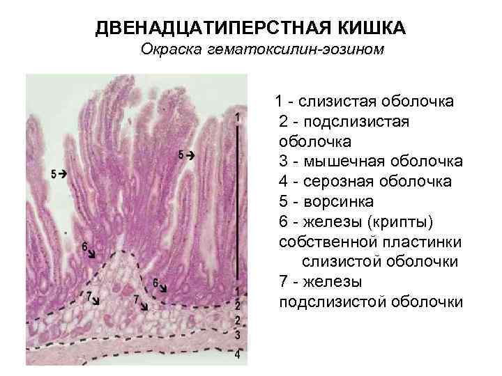 ДВЕНАДЦАТИПЕРСТНАЯ КИШКА Окраска гематоксилин-эозином 1 - слизистая оболочка 2 - подслизистая оболочка 3 -