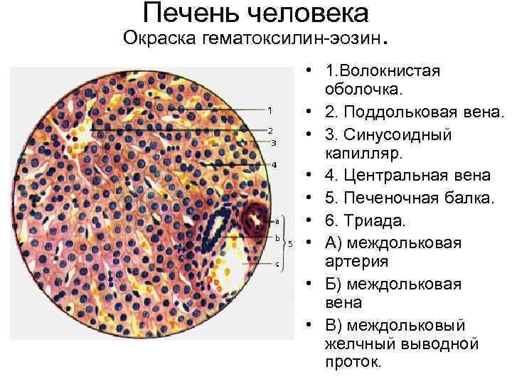 Печень человека Окраска гематоксилин-эозин. • 1. Волокнистая оболочка. • 2. Поддольковая вена. • 3.