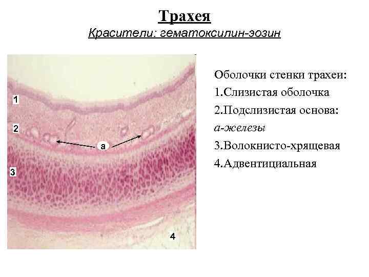 Трахея Красители: гематоксилин-эозин Оболочки стенки трахеи: 1. Слизистая оболочка 2. Подслизистая основа: а-железы 3.