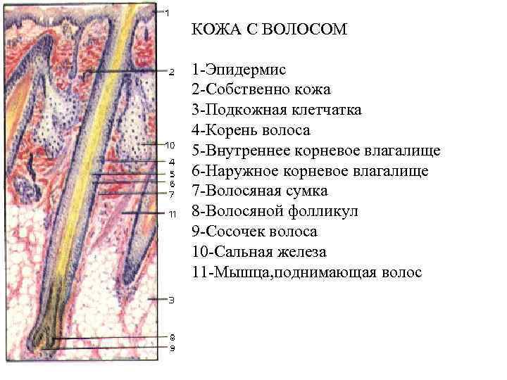 КОЖА С ВОЛОСОМ 1 -Эпидермис 2 -Собственно кожа 3 -Подкожная клетчатка 4 -Корень волоса