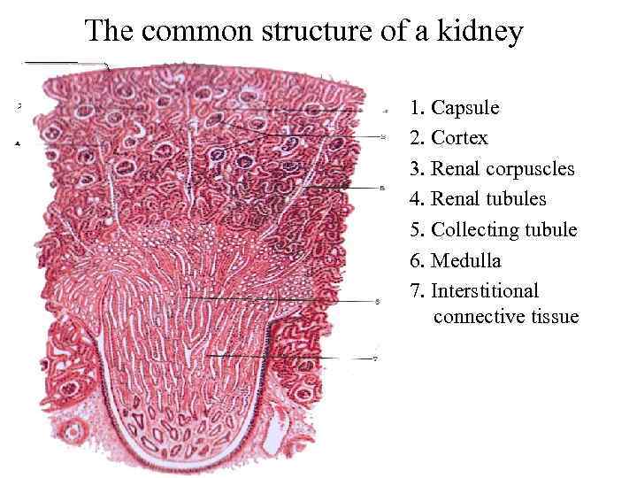The common structure of a kidney 1. Capsule 2. Cortex 3. Renal corpuscles 4.