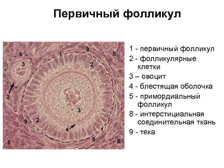 Первичный фолликул 1 - первичный фолликул 2 - фолликулярные клетки 3 – овоцит 4