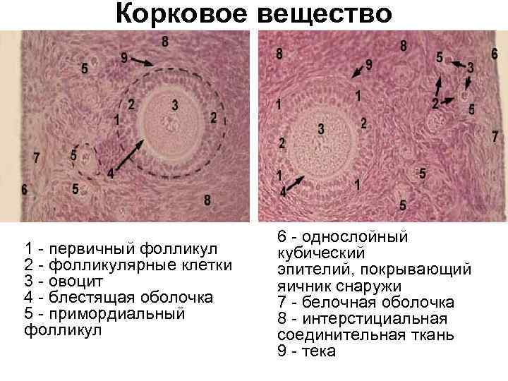 Корковое вещество 1 - первичный фолликул 2 - фолликулярные клетки 3 - овоцит 4