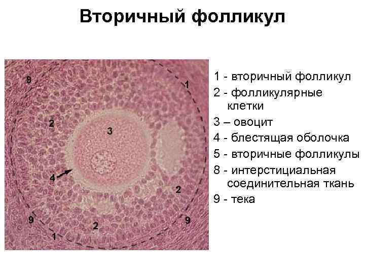 Вторичный фолликул 1 - вторичный фолликул 2 - фолликулярные клетки 3 – овоцит 4