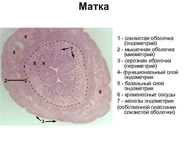 Матка 1 - слизистая оболочка (эндометрий) 2 - мышечная оболочка (миометрий) 3 - серозная