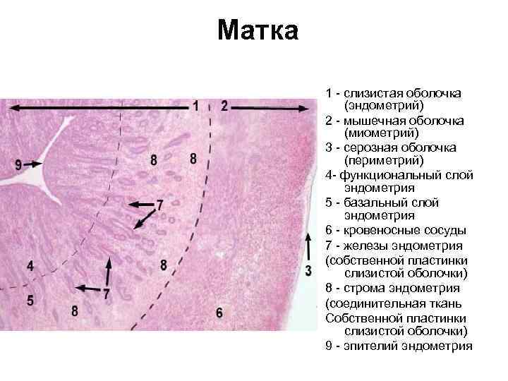 Матка 1 - слизистая оболочка (эндометрий) 2 - мышечная оболочка (миометрий) 3 - серозная