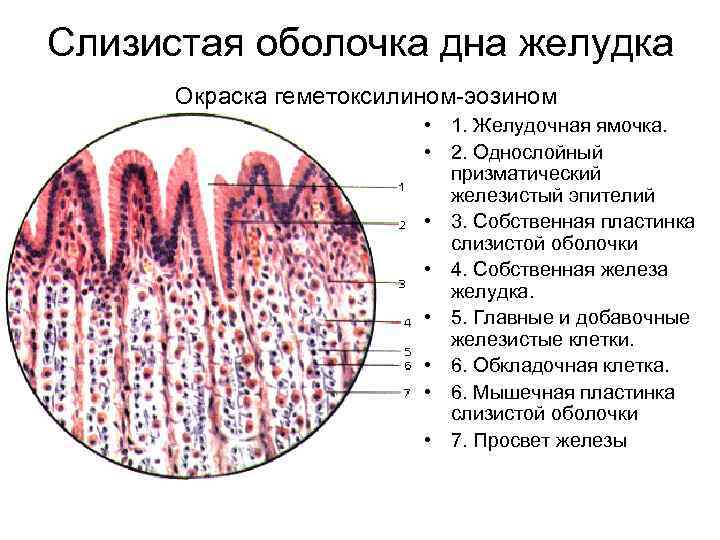 Слизистая оболочка дна желудка Окраска геметоксилином-эозином • 1. Желудочная ямочка. • 2. Однослойный призматический