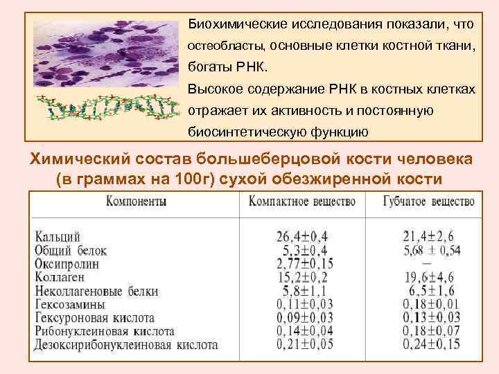 Биохимические исследования показали, что остеобласты, основные клетки костной ткани, богаты РНК. Высокое содержание РНК