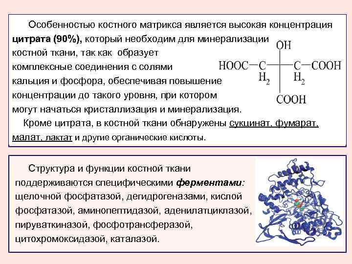 Особенностью костного матрикса является высокая концентрация цитрата (90%), который необходим для минерализации костной ткани,