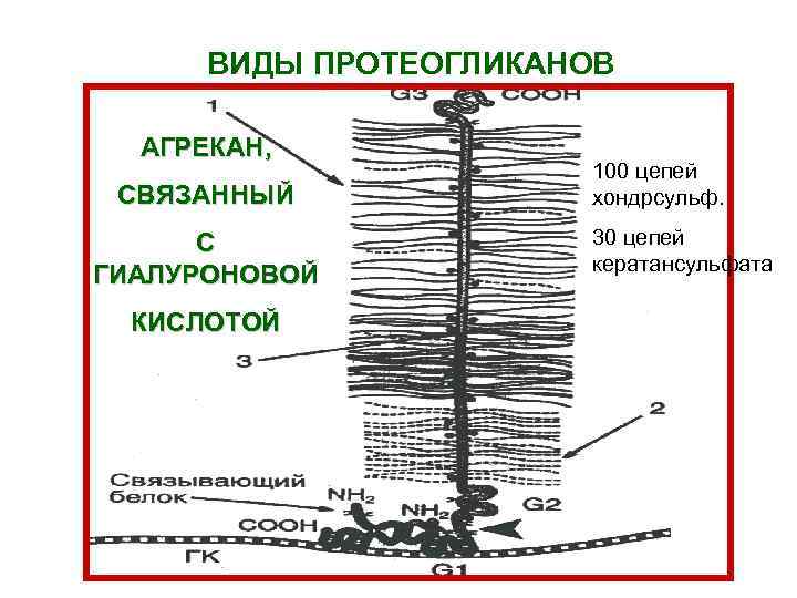 ВИДЫ ПРОТЕОГЛИКАНОВ АГРЕКАН, СВЯЗАННЫЙ С ГИАЛУРОНОВОЙ КИСЛОТОЙ 100 цепей хондрсульф. 30 цепей кератансульфата 