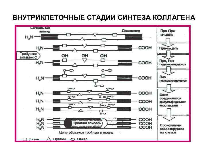 ВНУТРИКЛЕТОЧНЫЕ СТАДИИ СИНТЕЗА КОЛЛАГЕНА 