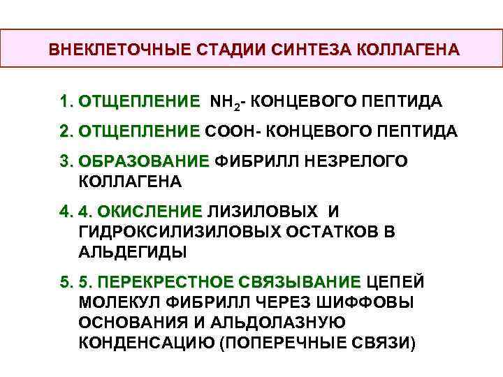 ВНЕКЛЕТОЧНЫЕ СТАДИИ СИНТЕЗА КОЛЛАГЕНА 1. ОТЩЕПЛЕНИЕ NH 2 - КОНЦЕВОГО ПЕПТИДА 2. ОТЩЕПЛЕНИЕ СООН-