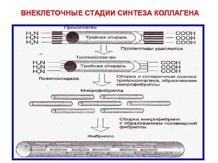 ВНЕКЛЕТОЧНЫЕ СТАДИИ СИНТЕЗА КОЛЛАГЕНА 