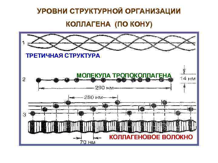 УРОВНИ СТРУКТУРНОЙ ОРГАНИЗАЦИИ КОЛЛАГЕНА (ПО КОНУ) ТРЕТИЧНАЯ СТРУКТУРА МОЛЕКУЛА ТРОПОКОЛЛАГЕНА КОЛЛАГЕНОВОЕ ВОЛОКНО 