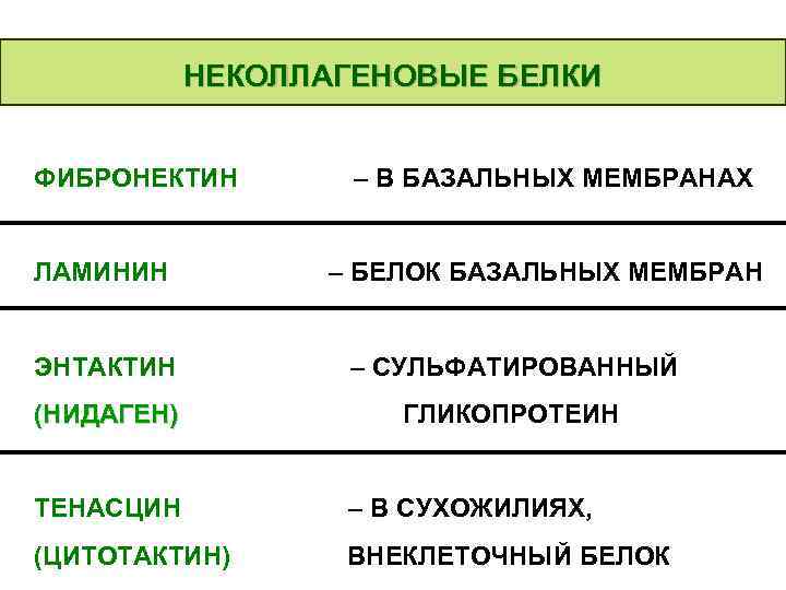 НЕКОЛЛАГЕНОВЫЕ БЕЛКИ ФИБРОНЕКТИН ЛАМИНИН – В БАЗАЛЬНЫХ МЕМБРАНАХ – БЕЛОК БАЗАЛЬНЫХ МЕМБРАН ЭНТАКТИН –