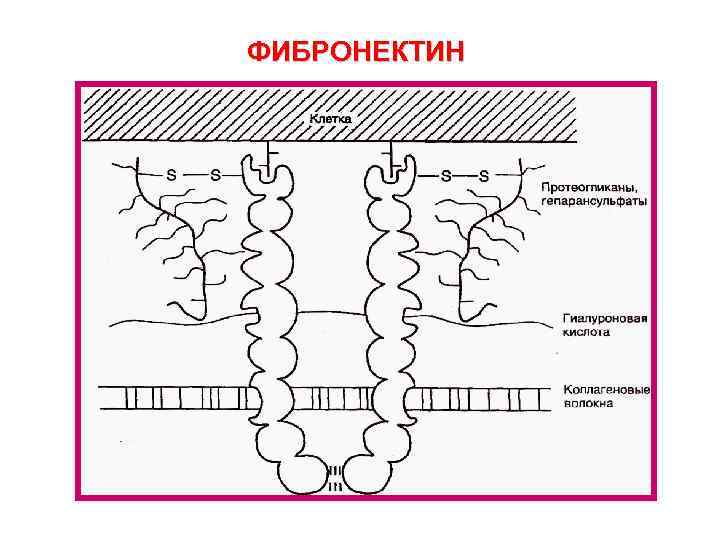 ФИБРОНЕКТИН 