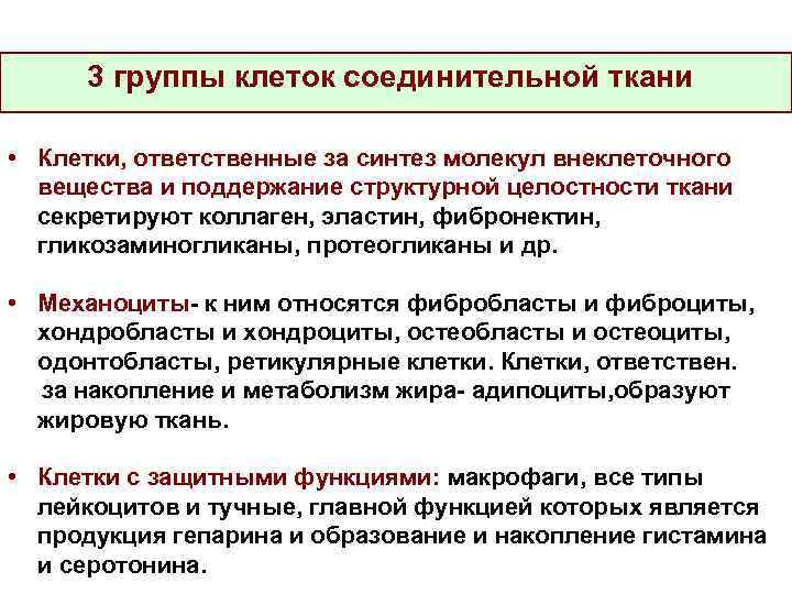 3 группы клеток соединительной ткани • Клетки, ответственные за синтез молекул внеклеточного вещества и