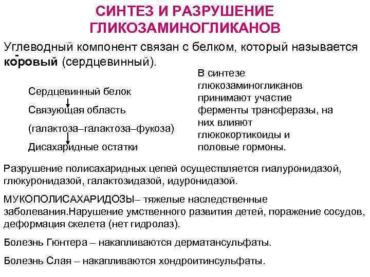 СИНТЕЗ И РАЗРУШЕНИЕ ГЛИКОЗАМИНОГЛИКАНОВ Углеводный компонент связан с белком, который называется коровый (сердцевинный). Сердцевинный