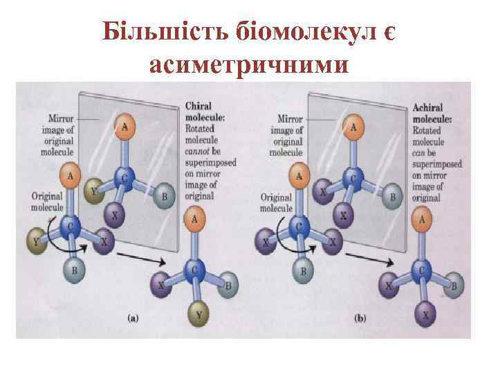 Більшість біомолекул є асиметричними 