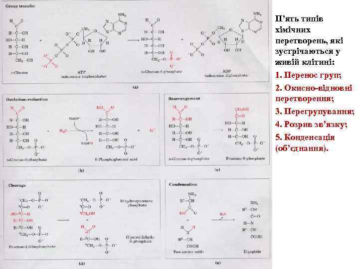  • • • П’ять типів хімічних перетворень, які зустрічаються у живій клітині: 1.