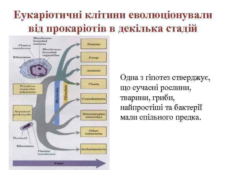 Еукаріотичні клітини еволюціонували від прокаріотів в декілька стадій Одна з гіпотез стверджує, що сучасні