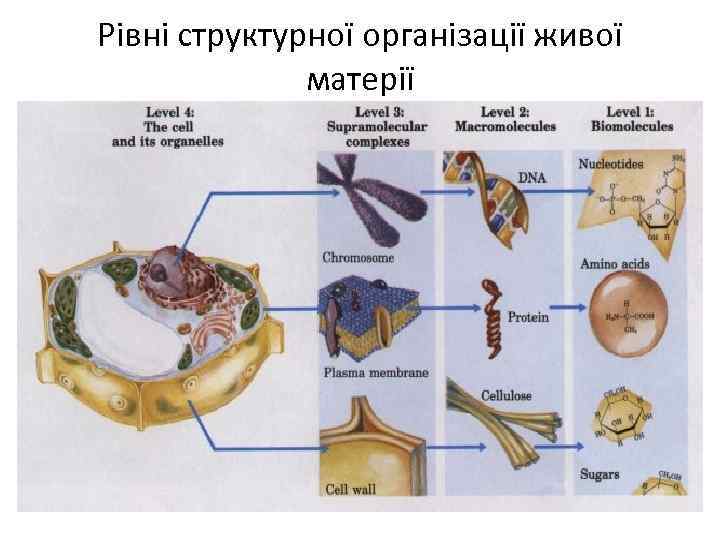 Рівні структурної організації живої матерії 