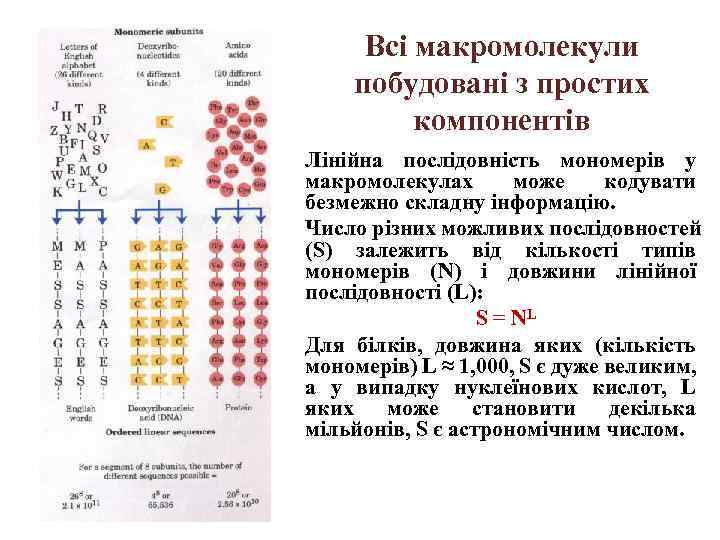 Всі макромолекули побудовані з простих компонентів Лінійна послідовність мономерів у макромолекулах може кодувати безмежно