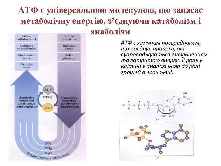 АТФ є універсальною молекулою, що запасає метаболічну енергію, з’єднуючи катаболізм і анаболізм АТФ є