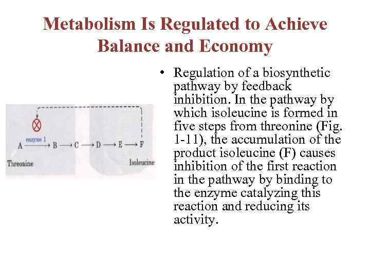 Metabolism Is Regulated to Achieve Balance and Economy • Regulation of a biosynthetic pathway