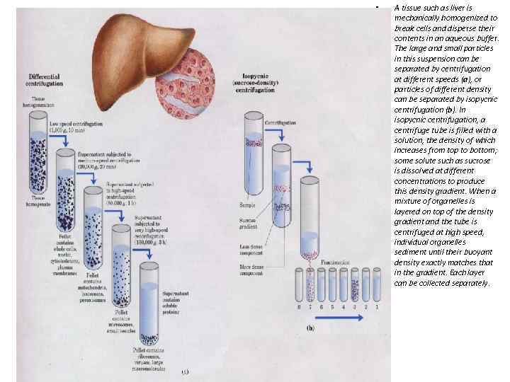  • A tissue such as liver is mechanically homogenized to break cells and