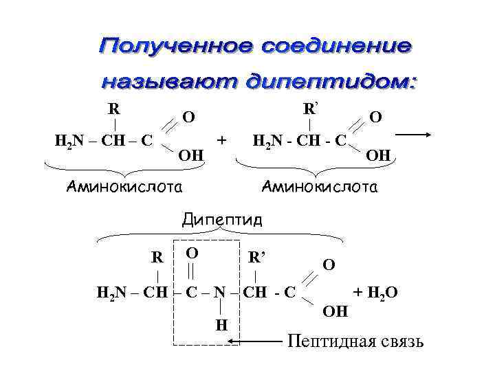 R R’ O Н 2 N – CH – C OH + Аминокислота O