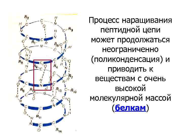 Процесс наращивания пептидной цепи может продолжаться неограниченно (поликонденсация) и приводить к веществам с очень