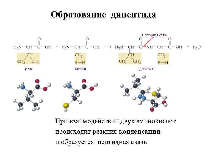 Схема синтеза дипептида