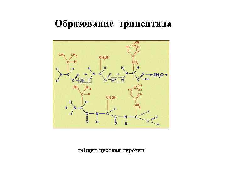 Пользуясь формулами аминокислот напишите схему образования любого трипептида выделите