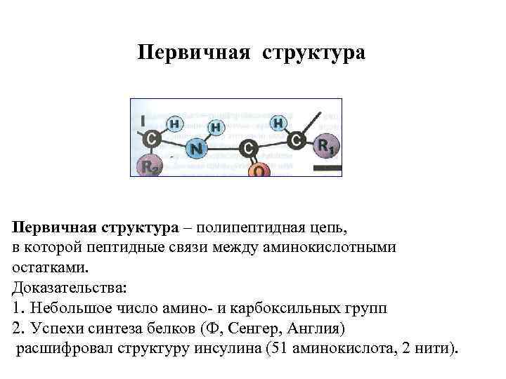 Первичная структура – полипептидная цепь, в которой пептидные связи между аминокислотными остатками. Доказательства: 1.