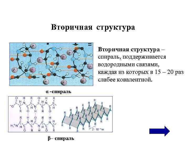 Вторичная структура – спираль, поддерживается водородными связями, каждая из которых в 15 – 20