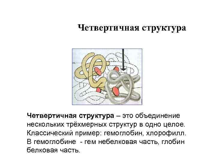 Четвертичная структура – это объединение нескольких трёхмерных структур в одно целое. Классический пример: гемоглобин,