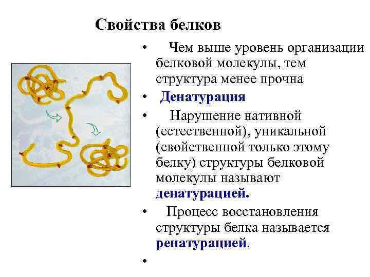 Белки структура белков химические свойства. Денатурация белка таблица 10 класс. Свойства белков структура белков. Денатурация белка уровень организации. Химические свойства первичной структуры белков.