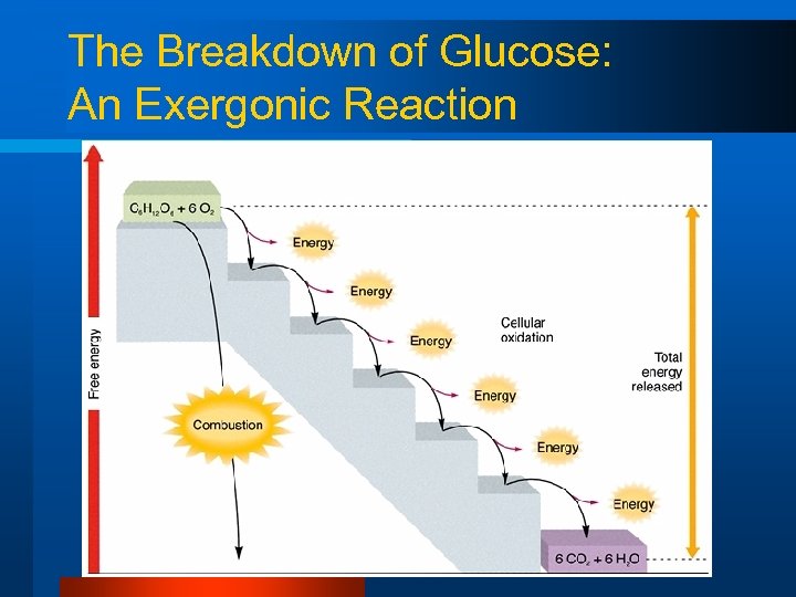 The Breakdown of Glucose: An Exergonic Reaction 