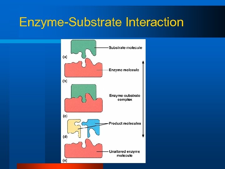 Enzyme-Substrate Interaction 