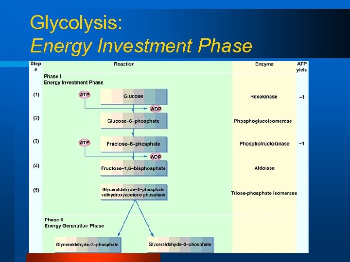 Glycolysis: Energy Investment Phase 
