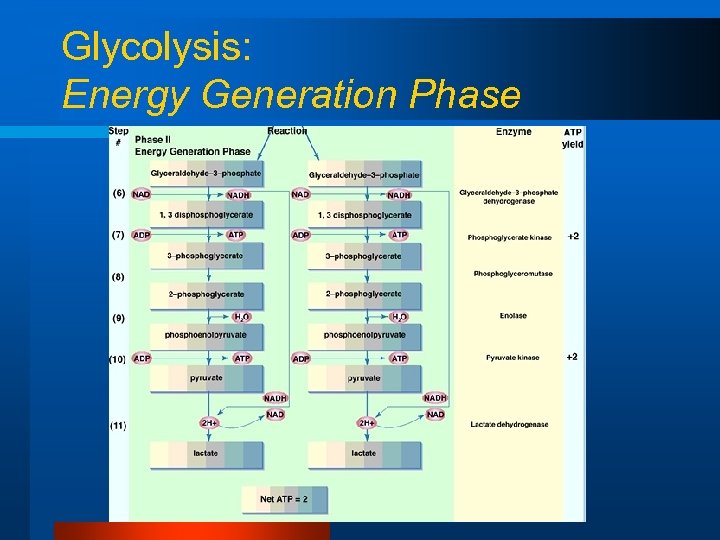Glycolysis: Energy Generation Phase 