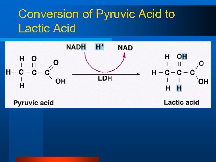 Conversion of Pyruvic Acid to Lactic Acid 
