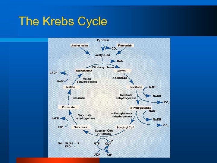 The Krebs Cycle 