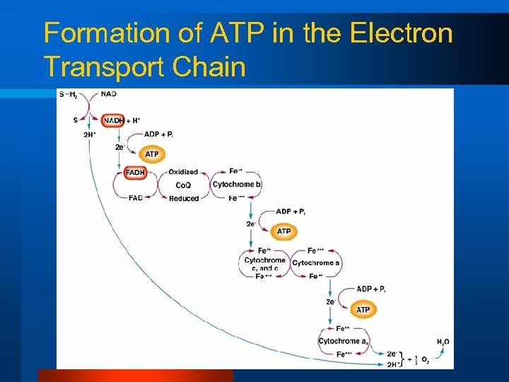 Formation of ATP in the Electron Transport Chain 